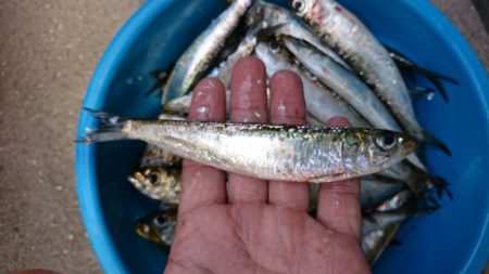 サビキ釣りでイワシ